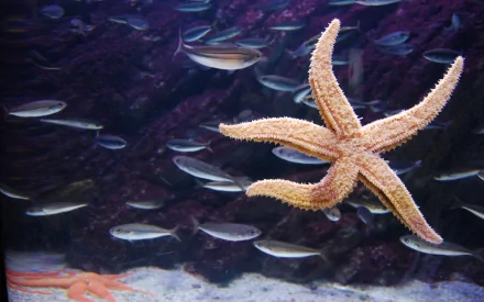 Animal starfish HD Desktop Wallpaper | Background Image