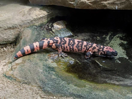 Animal gila monster HD Desktop Wallpaper | Background Image