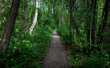 HD PC desktop wallpaper of a man-made wooden boardwalk winding through a dense, green forest with tall trees and lush foliage.