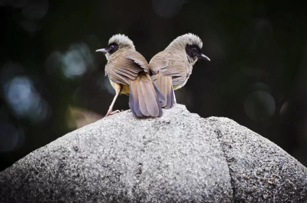 HD PC desktop wallpaper featuring two small birds with brown and white plumage perched back-to-back on a large rock against a dark blurred background.