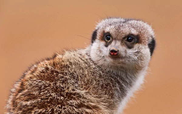 Animal meerkat HD Desktop Wallpaper | Background Image