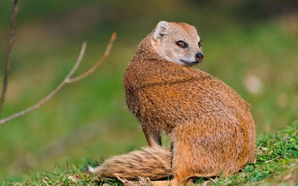 A mongoose gazes curiously over its shoulder, showcasing its textured fur and alert expression against a vibrant green background, making it an engaging HD desktop wallpaper.