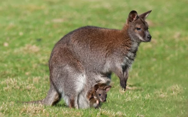 A wallaby stands on green grass, featuring a young joey peeking out from its pouch. This HD image serves as a vibrant desktop wallpaper and background.