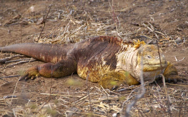 Animal galapagos land iguana HD Desktop Wallpaper | Background Image