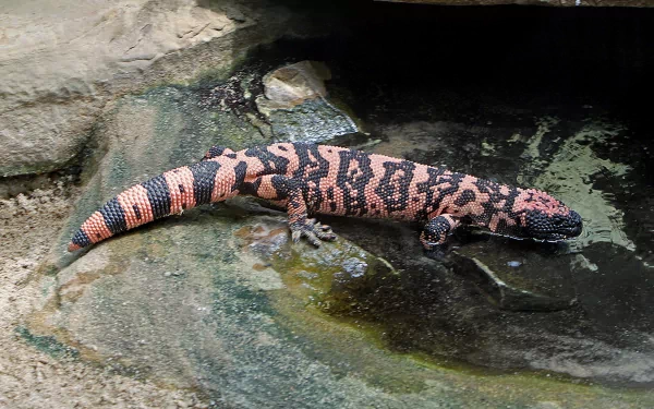 Animal gila monster HD Desktop Wallpaper | Background Image