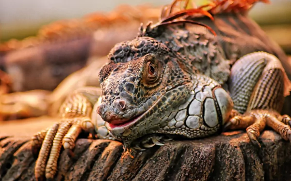 Close-up HD desktop wallpaper of an iguana resting on a tree trunk, showcasing detailed scales and textured skin in warm natural lighting.