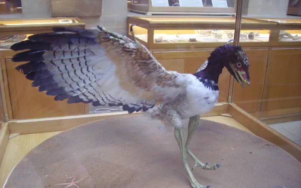 Animal archaeopteryx HD Desktop Wallpaper | Background Image
