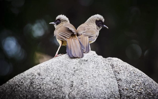 HD PC desktop wallpaper featuring two small birds with brown and white plumage perched back-to-back on a large rock against a dark blurred background.
