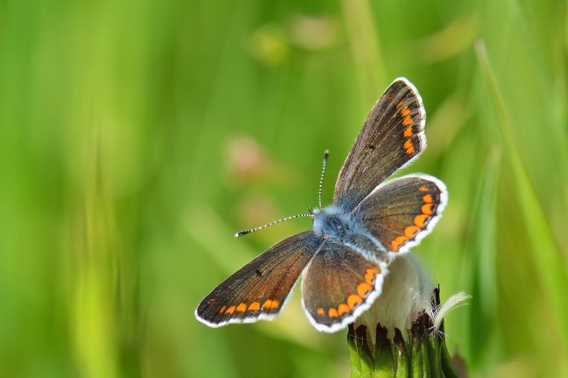 HD desktop wallpaper featuring a close-up of a butterfly with orange and white markings resting on a flower against a soft green background.