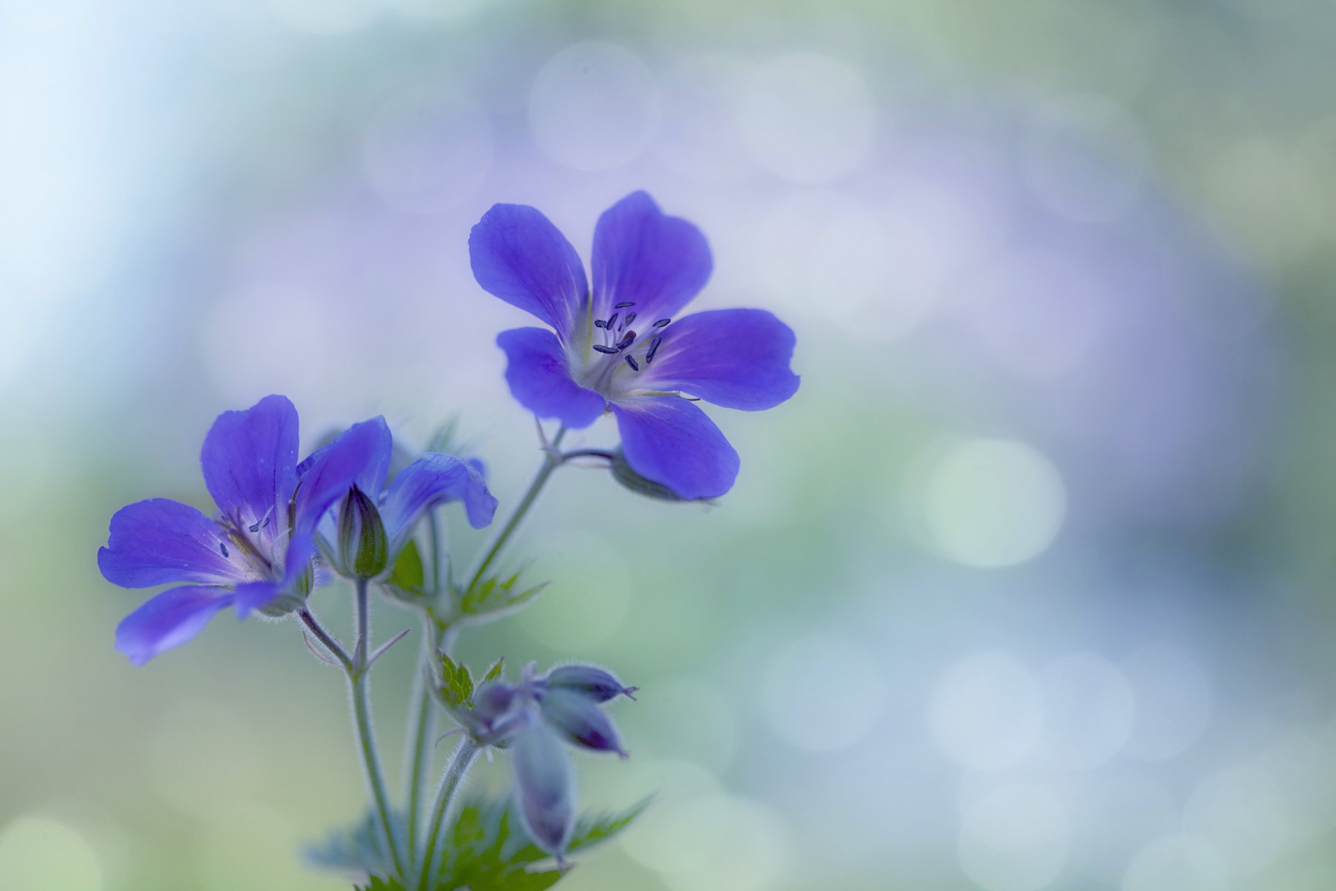 HD PC desktop wallpaper featuring delicate purple flowers against a softly blurred natural background, highlighting the beauty of nature in vivid detail.