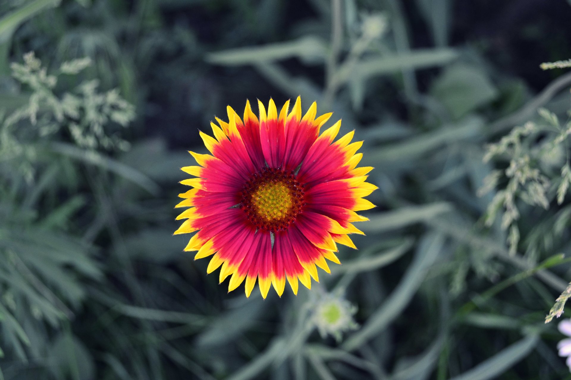 A vibrant flower with striking red and yellow petals stands out against a backdrop of lush green foliage, making for an eye-catching HD wallpaper for nature lovers.