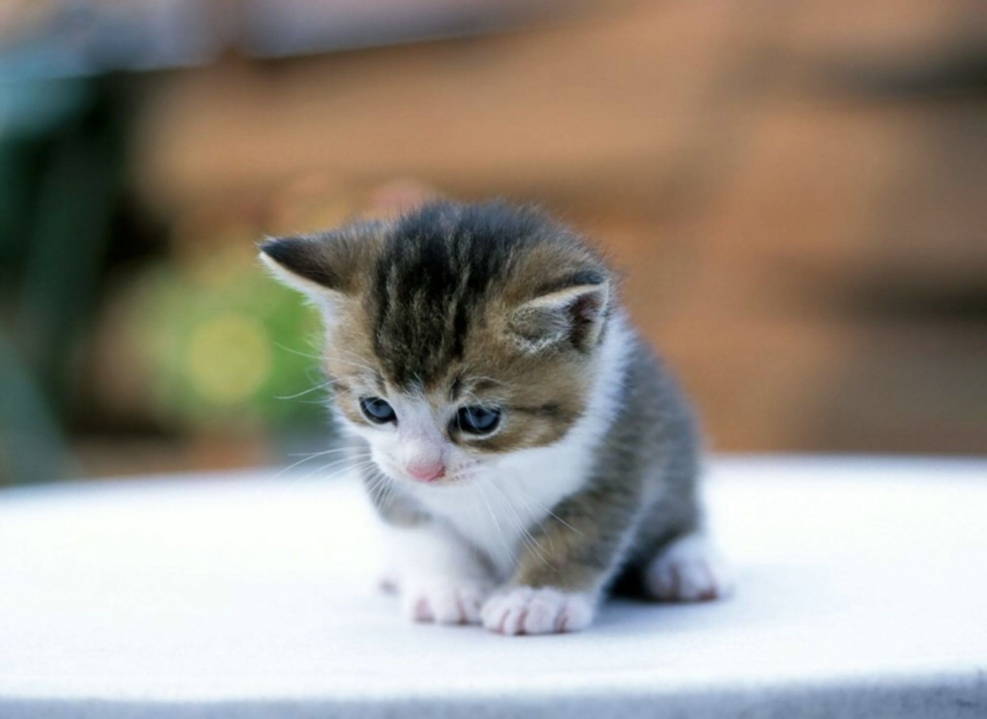A cute kitten with blue eyes and a fluffy coat explores its surroundings, making a delightful HD PC desktop wallpaper and background featuring this adorable animal.