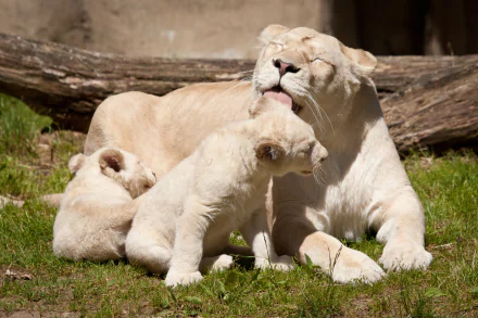 A high-definition desktop wallpaper featuring a white lioness lovingly grooming her two adorable cubs on a grassy area. A serene and heartwarming scene of animal behavior.