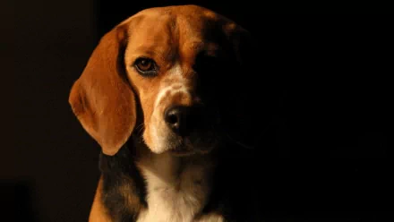 A close-up of a beagle's face, illuminated against a dark background, capturing its attentive expression. This image serves as an HD desktop wallpaper and background.