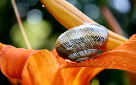 HD PC desktop wallpaper featuring a close-up of a snail resting on vibrant orange flower petals in a natural, blurred green background.