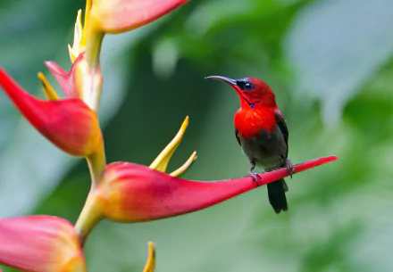 HD desktop wallpaper featuring a vibrant sunbird perched on a stunning red and yellow exotic flower, set against a lush green background.