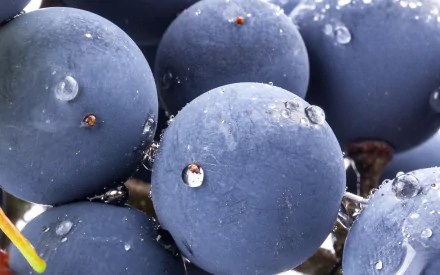 Close-up of fresh, lush grapes, glistening with water droplets, showcasing their rich color and texture, designed as an HD desktop wallpaper and background.