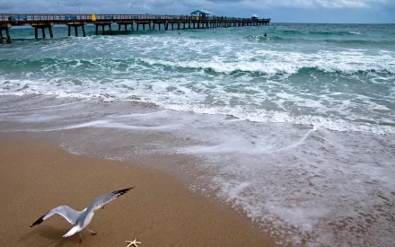 HD PC desktop wallpaper featuring a seagull on a sandy beach with gentle waves and a wooden pier extending into the ocean under a partly cloudy sky.