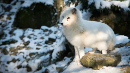 A beautiful HD desktop wallpaper featuring an arctic fox standing on a snow-covered rock amidst a wintry landscape. The pristine white fur of the fox blends perfectly with the snowy surroundings.