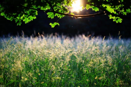 A serene nature scene featuring vibrant green grass illuminated by soft sunlight filtering through leaves, designed as a stunning 4K Ultra HD desktop wallpaper.