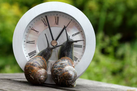 HD desktop wallpaper featuring two snails on a wooden surface with a clock showing Roman numerals in the background, set against a blurred green natural backdrop.