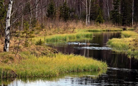 A serene river flows through a natural landscape, surrounded by lush green grass and scattered trees, creating a tranquil backdrop for a HD PC desktop wallpaper.