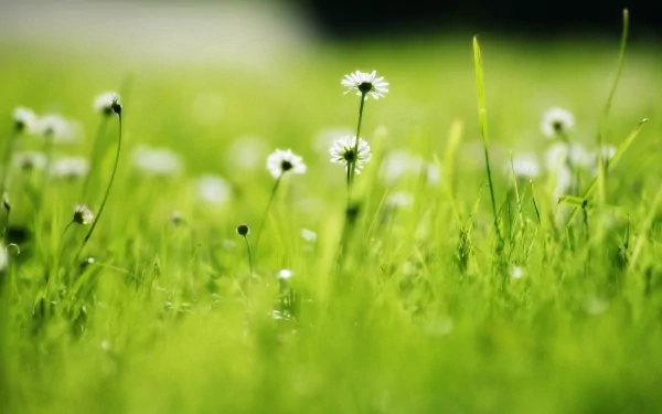 HD desktop wallpaper featuring a close-up of daisies blooming in a vibrant green meadow under soft natural light.
