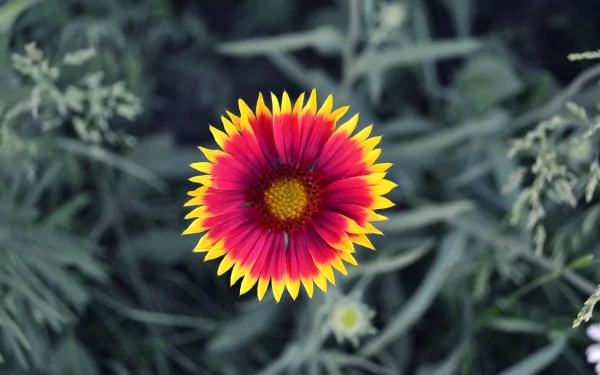 A vibrant flower with striking red and yellow petals stands out against a backdrop of lush green foliage, making for an eye-catching HD wallpaper for nature lovers.