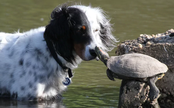 A cute dog gently interacts with a turtle by the water's edge, creating a charming scene for an HD PC desktop wallpaper and background.