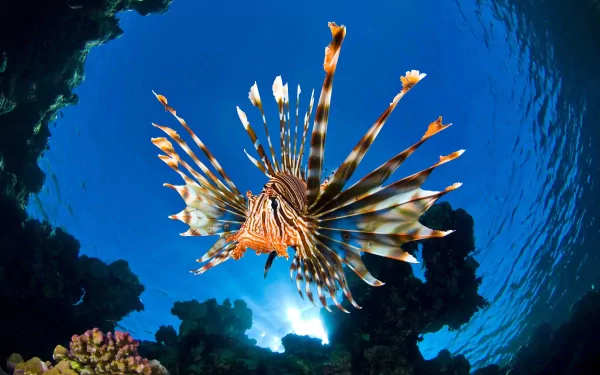 Stunning HD wallpaper featuring a vibrant lionfish gracefully swimming in an underwater scene, surrounded by coral and illuminated by soft sunlight from above.