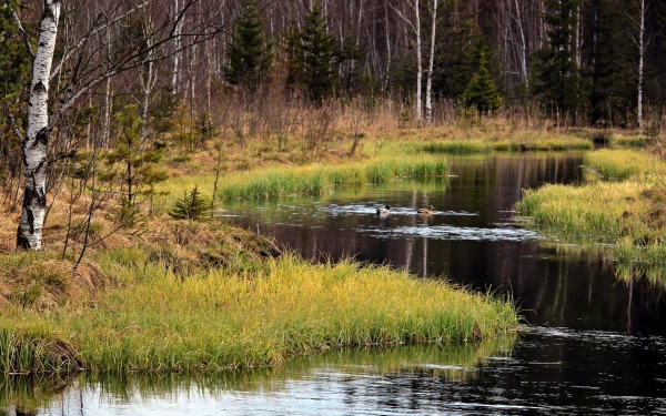 A serene river flows through a natural landscape, surrounded by lush green grass and scattered trees, creating a tranquil backdrop for a HD PC desktop wallpaper.