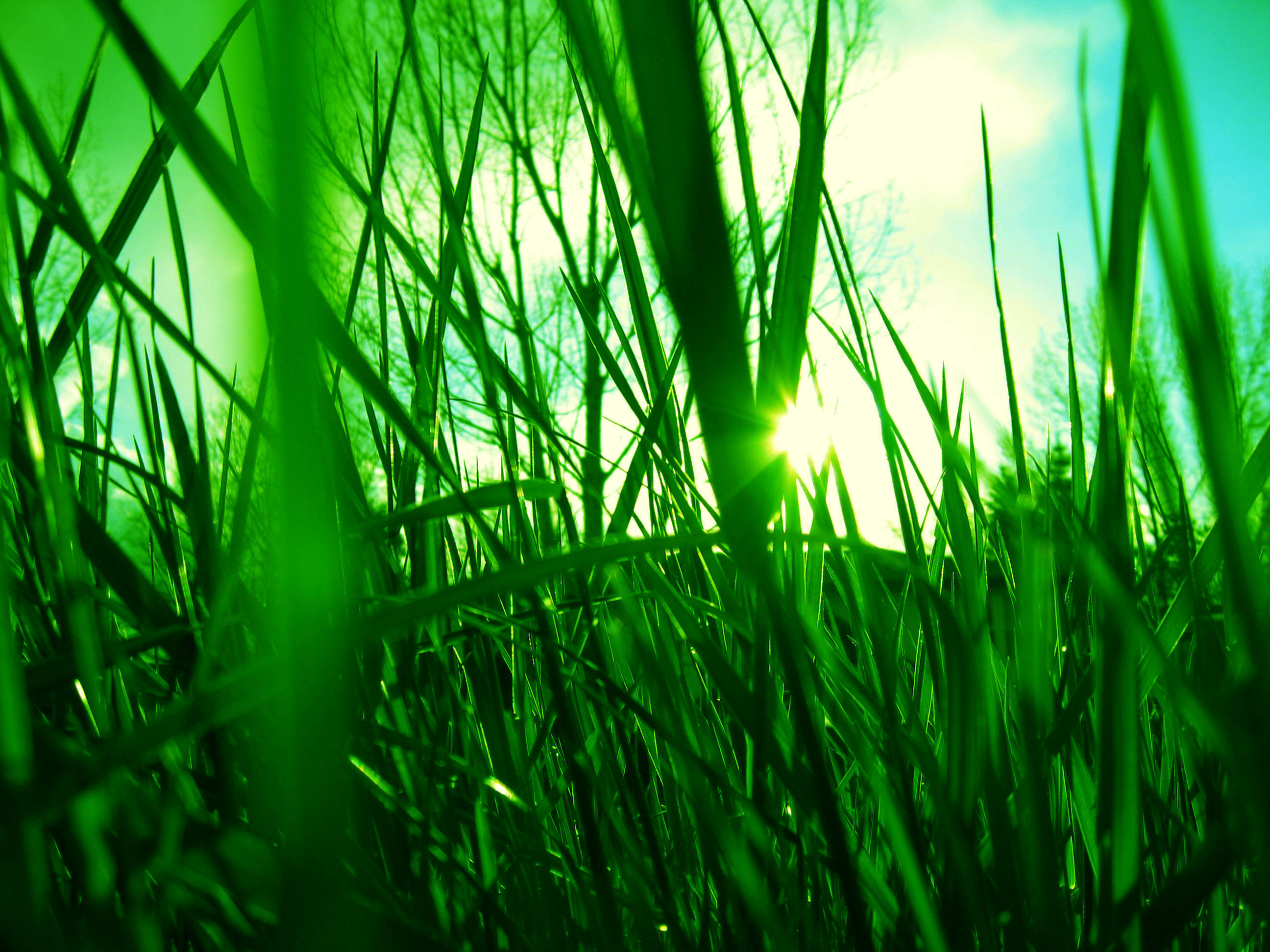 Grass HD Wallpaper | Background Image | 2592x1944 | ID:417034