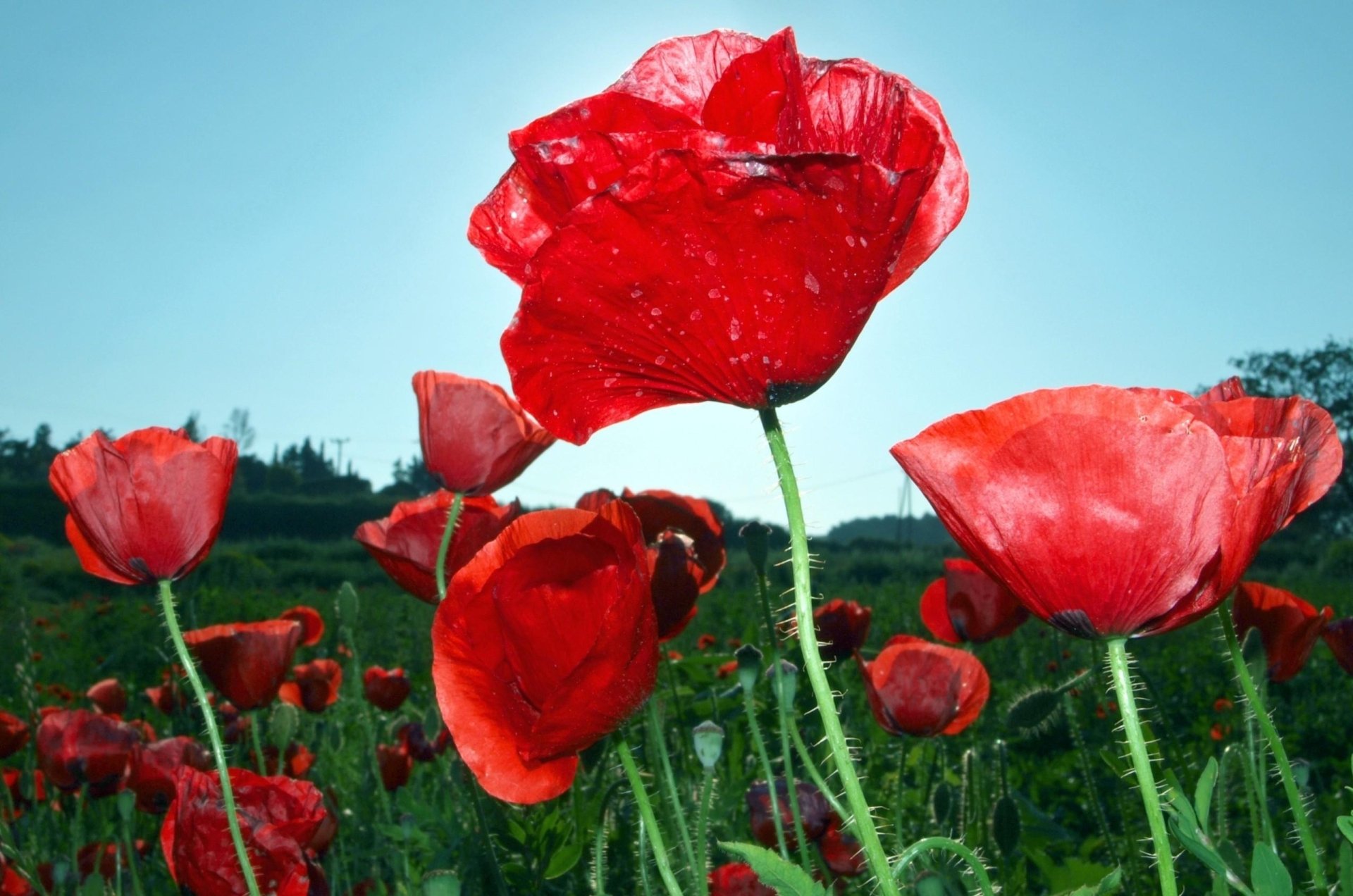 Poppy Full HD Wallpaper and Background Image | 2550x1690 | ID:417054