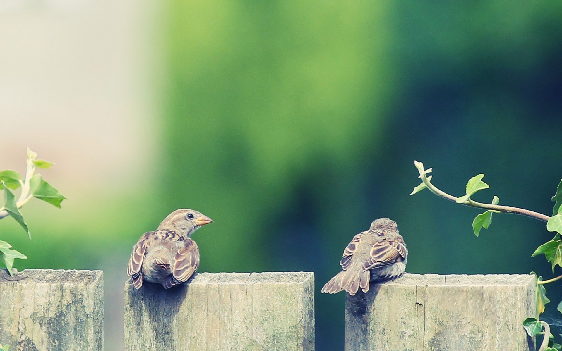 HD PC desktop wallpaper featuring two sparrows perched on wooden posts against a soft green blurred background.