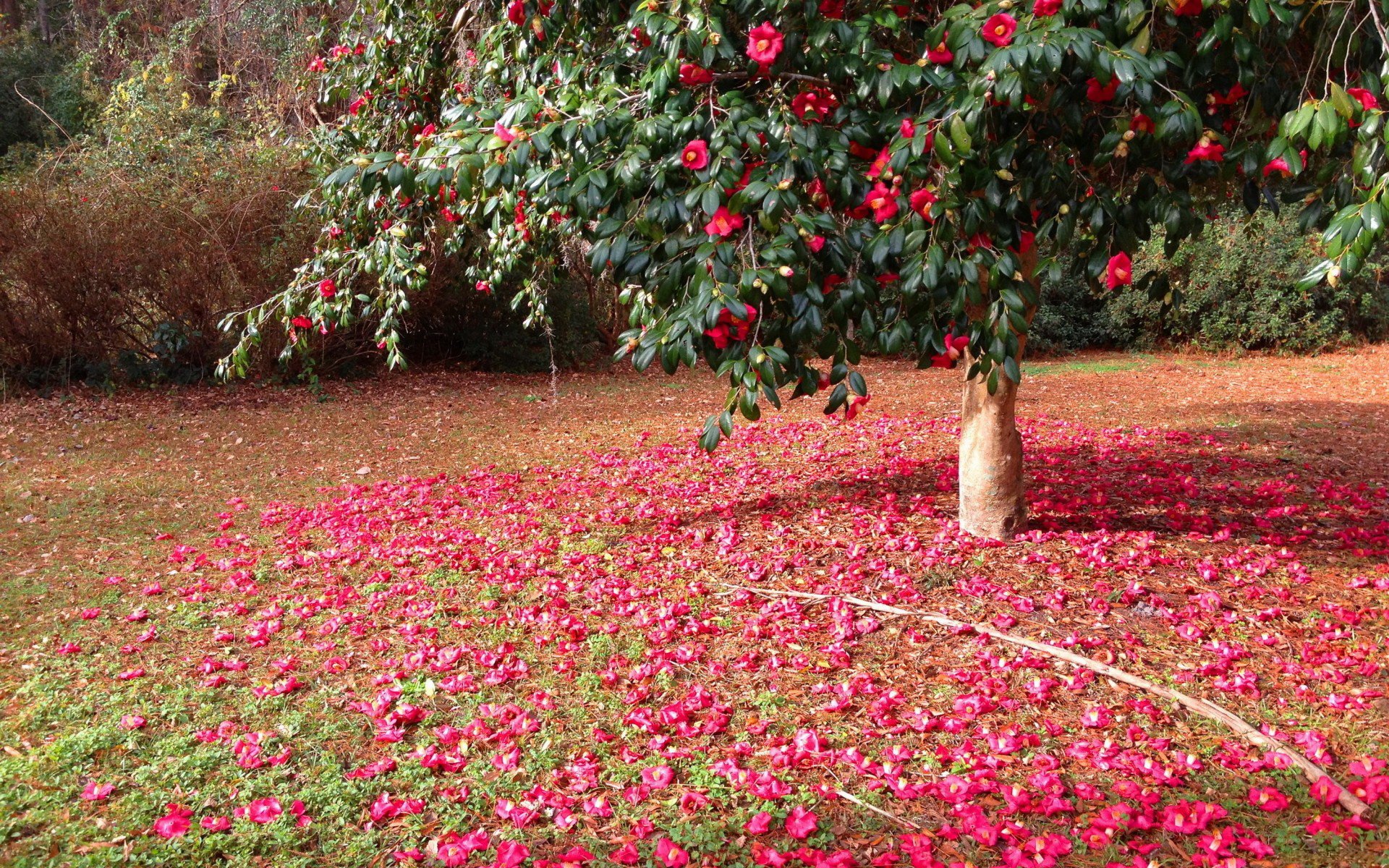 HD PC desktop wallpaper featuring a nature scene with a flowering tree and vibrant pink blossoms scattered on the ground beneath it.