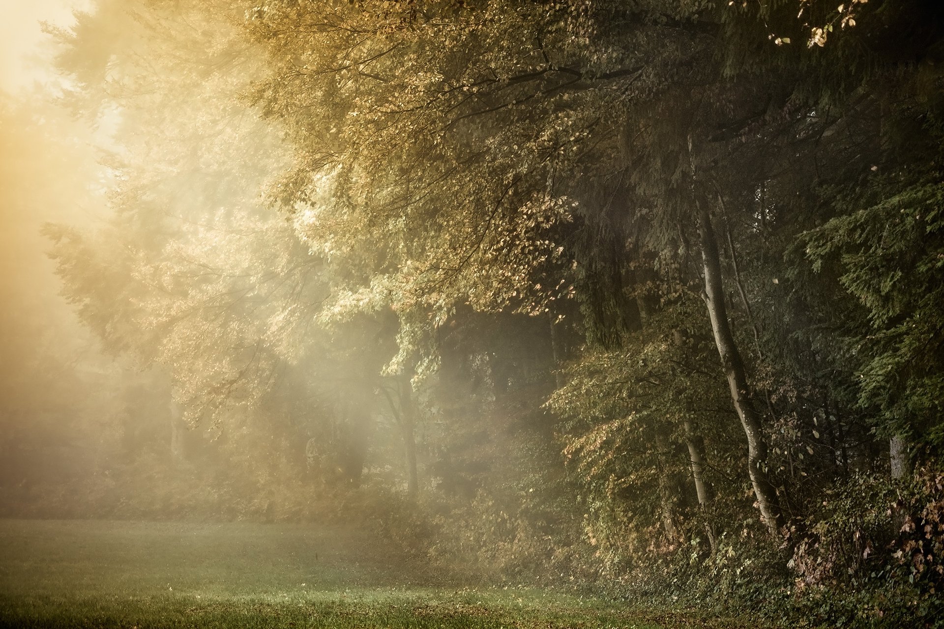 A serene forest scene bathed in golden light, showcasing nature's beauty with trees and a misty atmosphere. This high-definition image serves as a captivating desktop wallpaper.