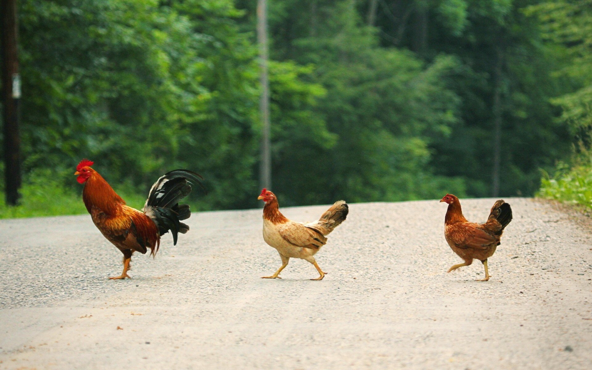 Why Did The Chicken Cross The Road HD Wallpaper 