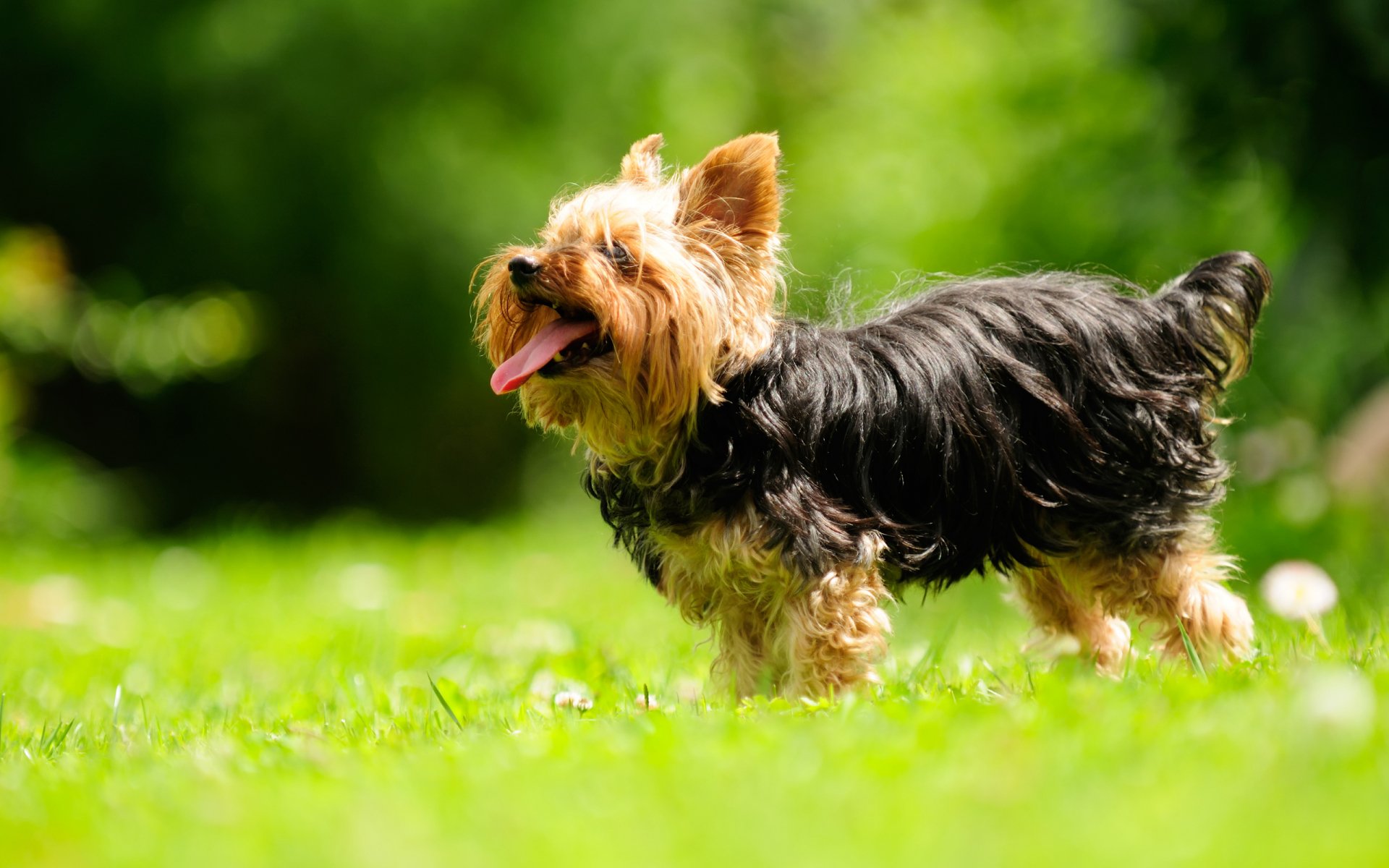 HD desktop wallpaper featuring a lively Silky Terrier standing on green grass against a blurred natural background.