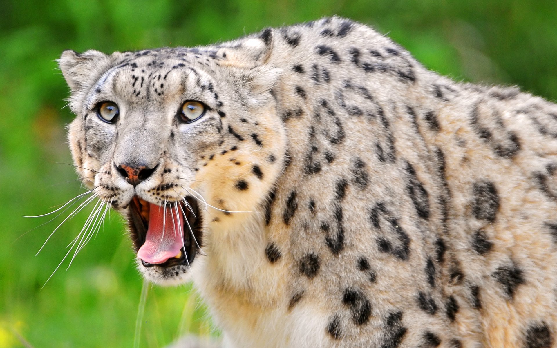 HD PC desktop wallpaper featuring a close-up of a snow leopard with an open mouth against a blurred green background.