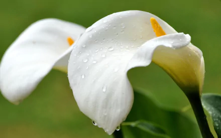 HD PC desktop wallpaper featuring a close-up of a white calla lily flower with water droplets against a soft green nature background.