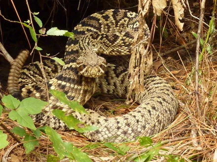Animal eastern diamondback rattlesnake HD Desktop Wallpaper | Background Image