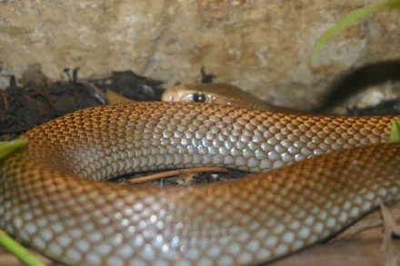 Animal taipan HD Desktop Wallpaper | Background Image