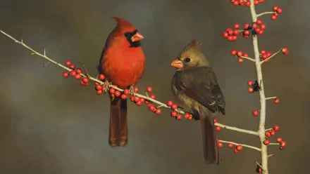 A vibrant red cardinal and a muted female cardinal perch on a berry-laden branch, set against a softly blurred background, capturing the essence of Texas wildlife.