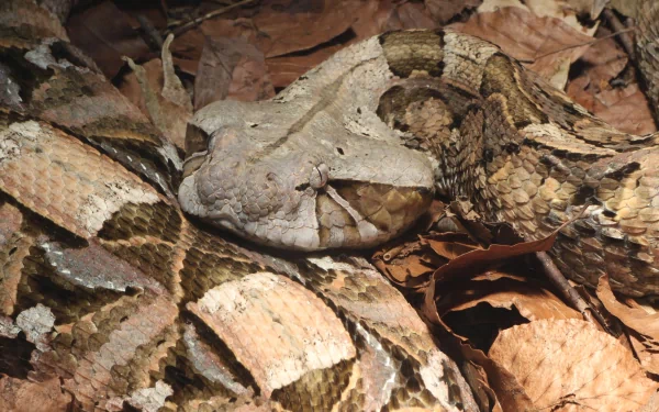 Animal gaboon viper HD Desktop Wallpaper | Background Image