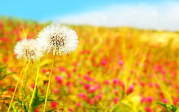 HD nature wallpaper featuring close-up dandelions with a vibrant, colorful field and a bright blue sky in the background.