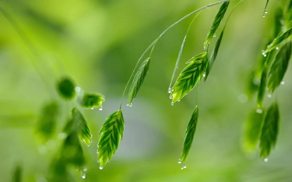 Close-up of green grass blades with water droplets against a soft, blurred natural background in an HD PC desktop wallpaper style.