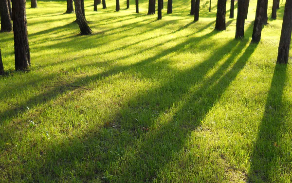 A serene nature scene featuring vibrant green grass beneath tall trees, with long shadows gently stretching across the ground. This HD image serves as a refreshing desktop wallpaper.