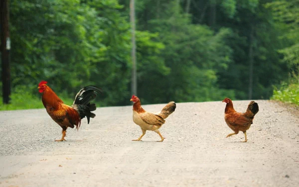 A vibrant HD wallpaper featuring three chickens crossing a dirt road, set against a lush green background, capturing the essence of rural life.