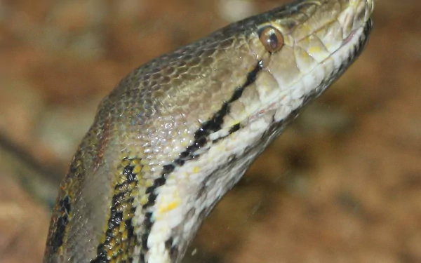 Animal python HD Desktop Wallpaper | Background Image