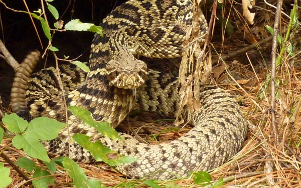 Animal eastern diamondback rattlesnake HD Desktop Wallpaper | Background Image